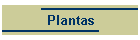 Plantas