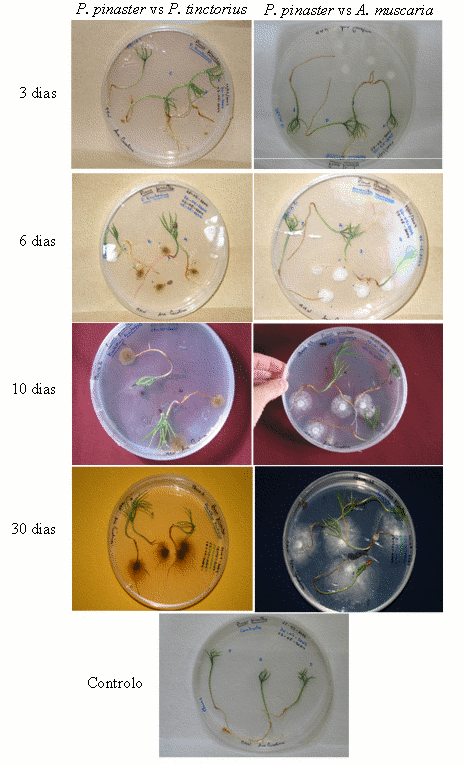 Observao macroscpica de germinantes de Pinus pinaster