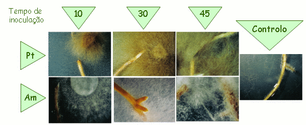 Observao macroscpica de germinantes de Pinus pinaster