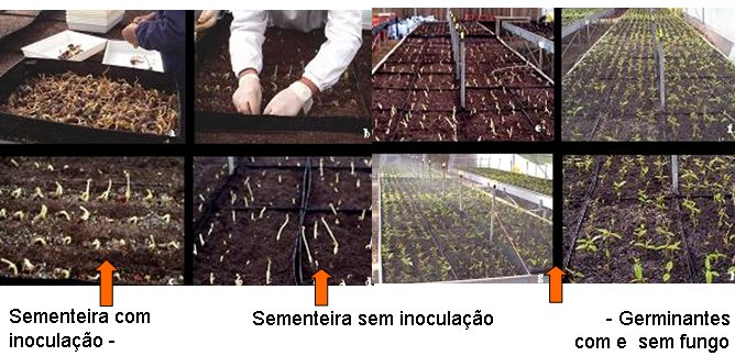 Inoculao na sementeira